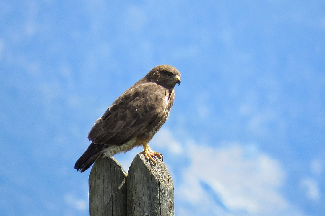 Poiana a Eclause (Salbertrand) - 29.04.17 - #fotodelgiorno di Maria Rita Brun